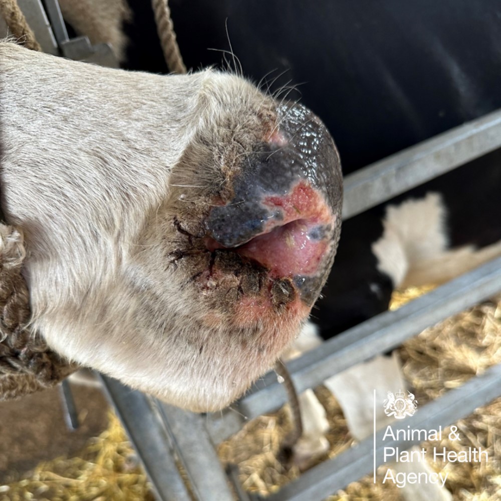 Cow with crusting around the nostrils